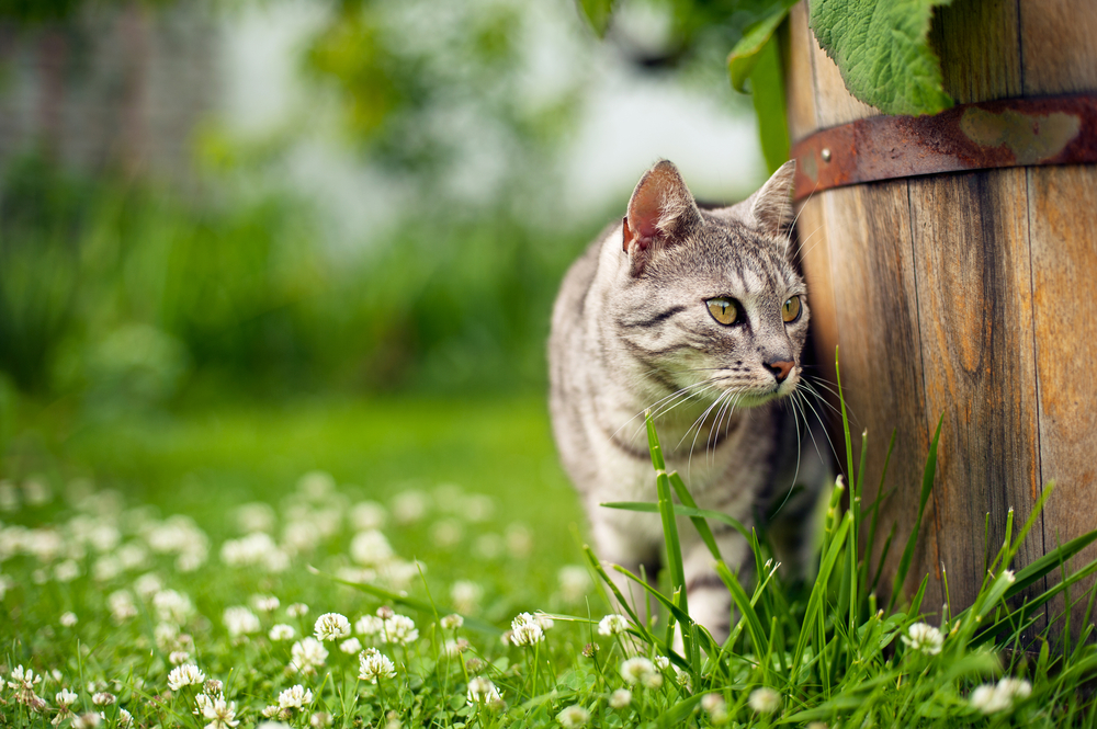 a cat in the garden peeking around a bucket