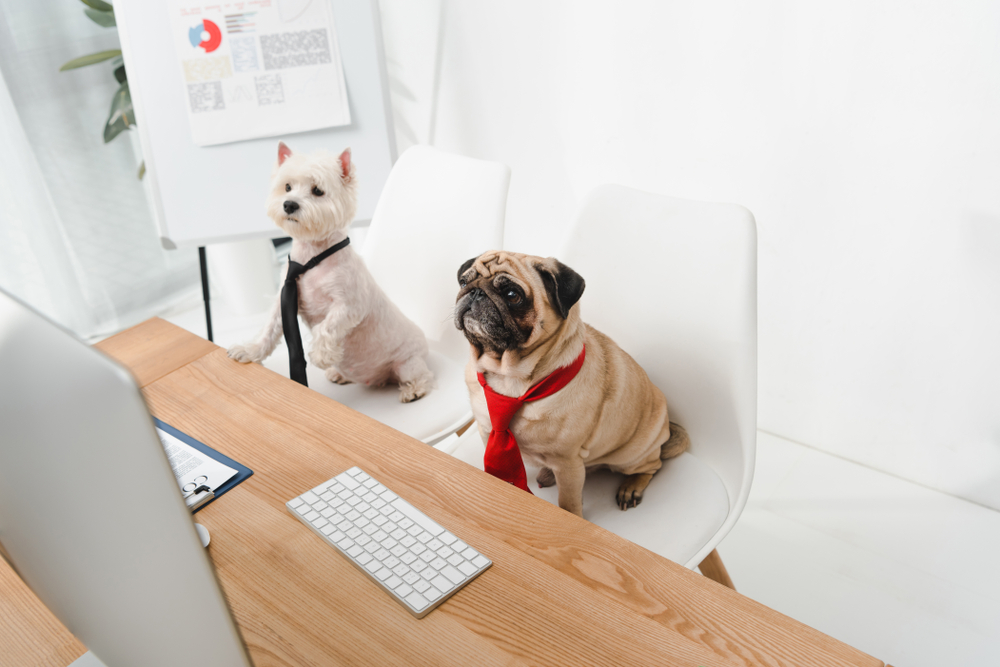 2 dogs at a desk working, wearing ties